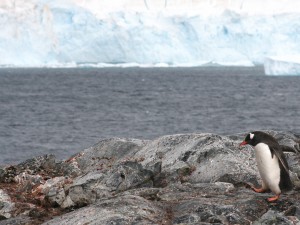 landschap met pingu�n